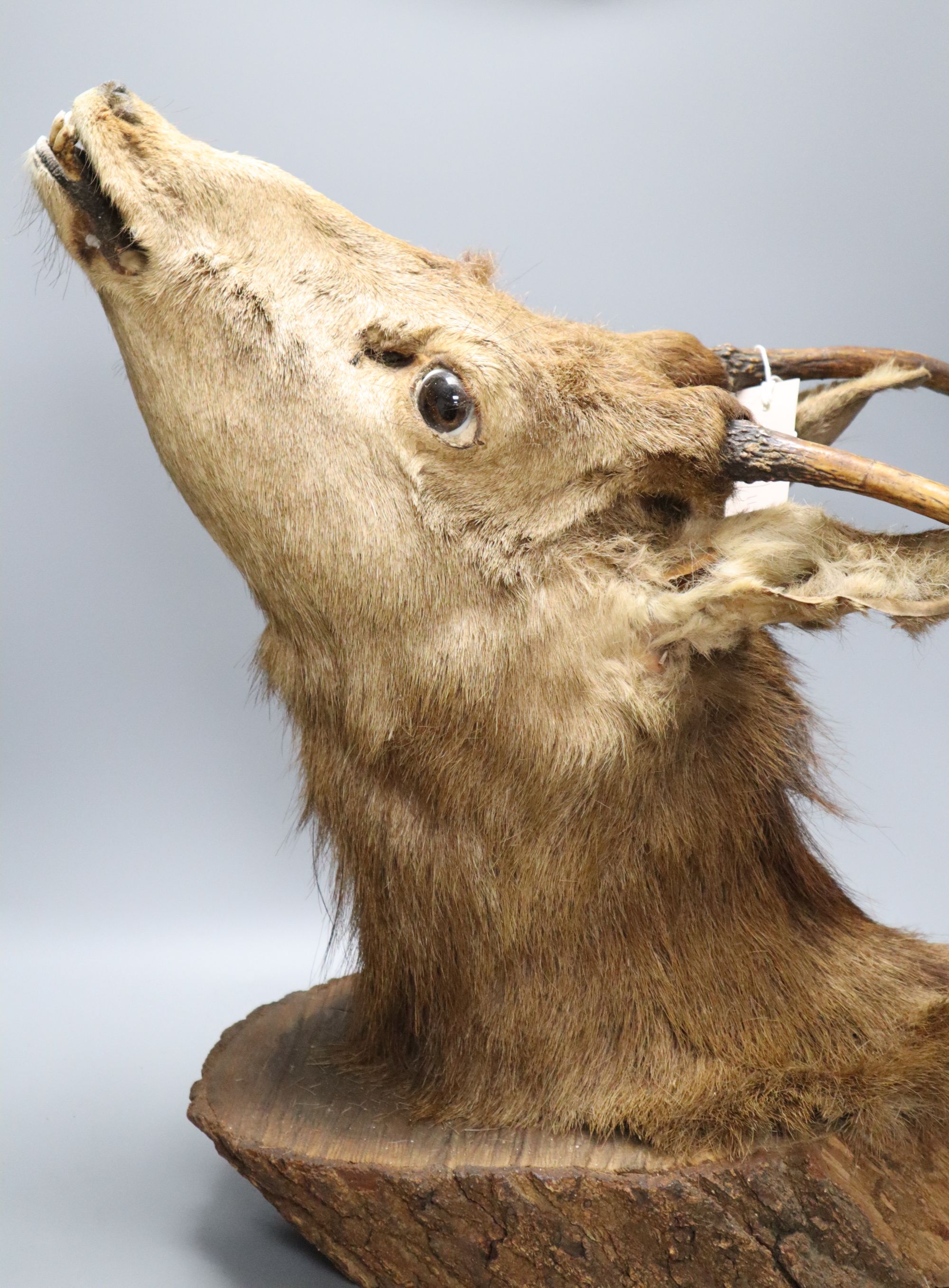 A taxidermy stags head wall trophy